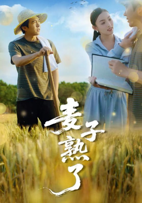 麦子熟了封面图