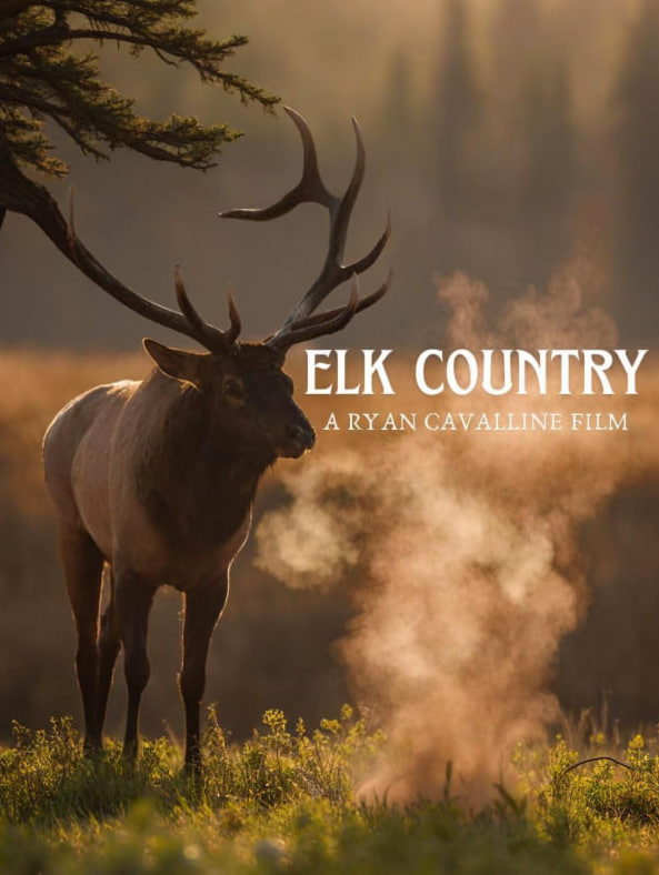 麋鹿之乡封面图