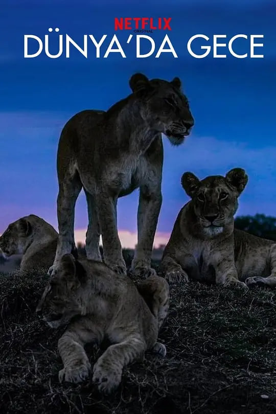 地球的夜晚封面图