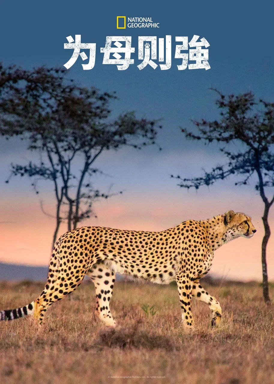 为母则强封面图