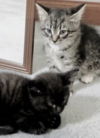 纪录片：萌宠记封面图