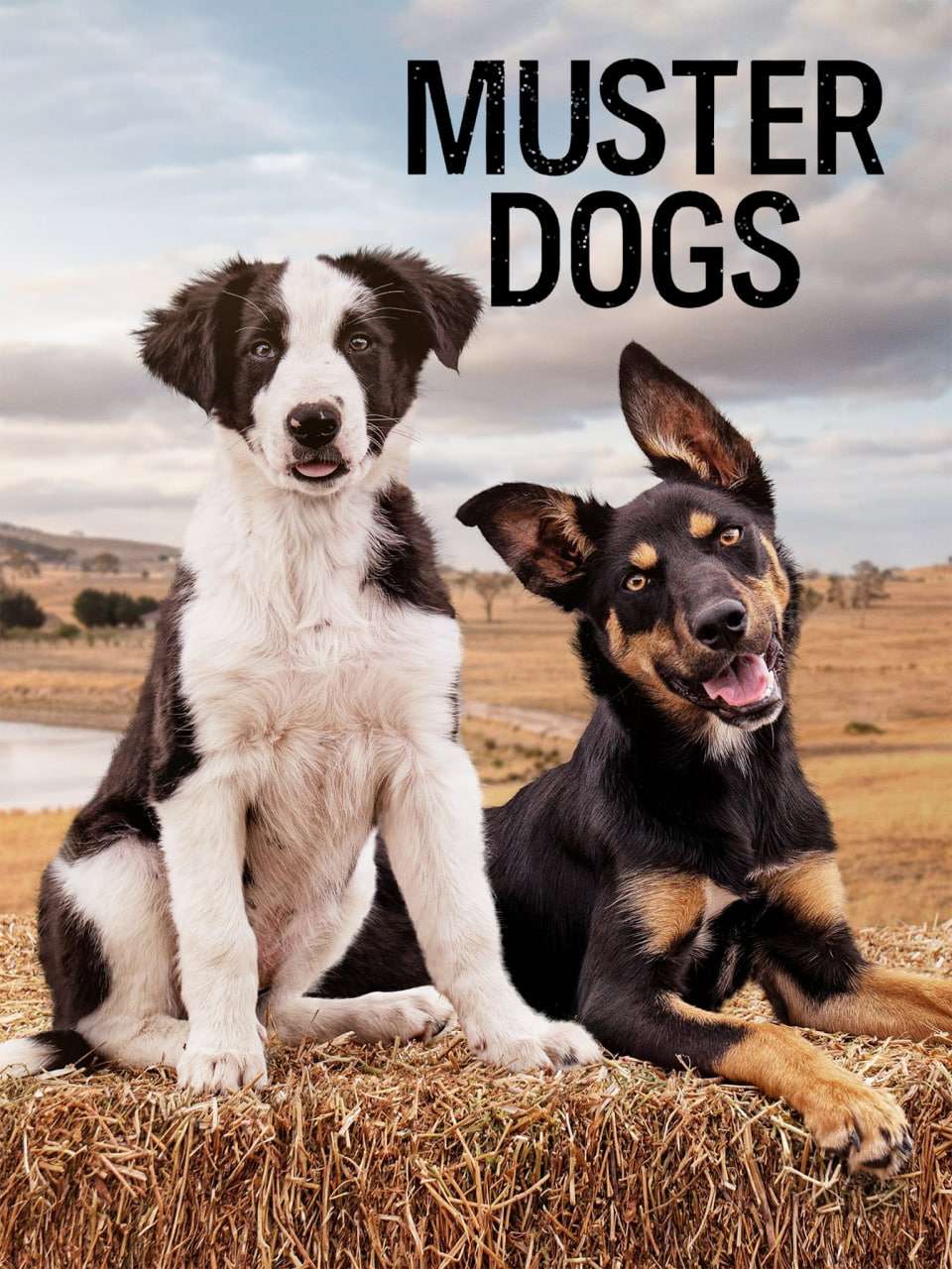 召集狗 第三季封面图