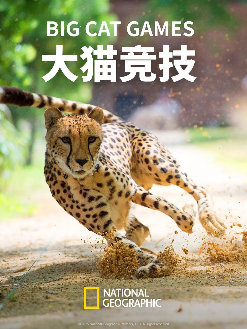 大猫竞技封面图
