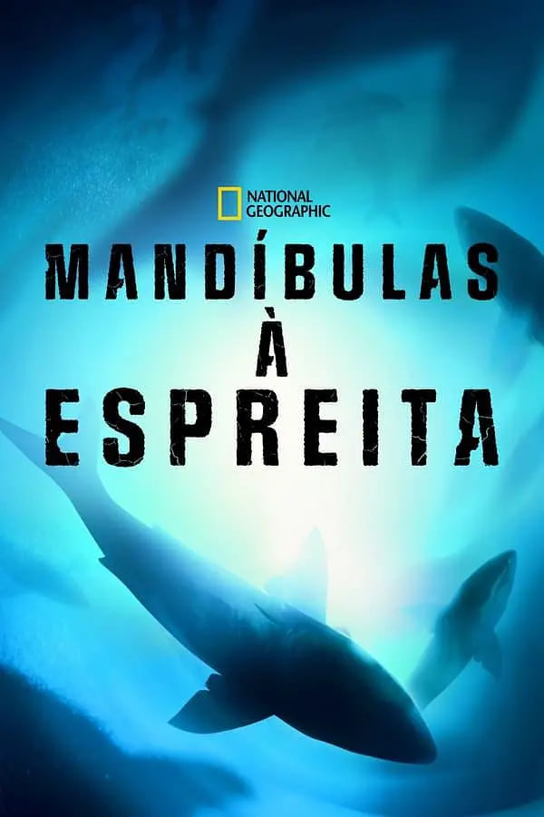 数数大白鲨封面图