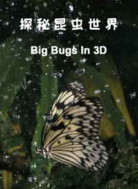 探秘昆虫世界封面图